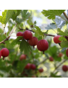 Ribes u-c ´Hinnonmaki’ rouge - groseillie à maquereau rouge