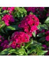Dianthus barbatus - Œillet de poète