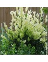 Euonymus japonicus ‘Exavaganza,- Fusain du Japon EXTRAVAGANZA