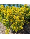 Euonymus japonicus aurea - Fusain du Japon