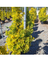Euonymus japonicus aurea - Fusain du Japon
