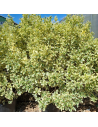 Euonymus japonicus 'Bravo' - Fusain du Japon