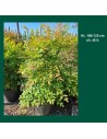 Nandina domestica - -Bambou sacré