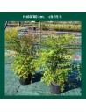 Nandina domestica - -Bambou sacré