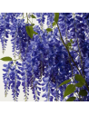 Wisteria sinensis bleue - glycine bleue