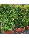 Photinia fras.'Red Robin' -  Palissade