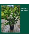 Ilex  aquifolium 'Nelly R. Stevens' - Houx