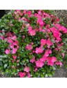 Azalea japonica ´Baggio, - azalée japonaise