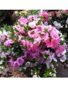 Azalea japonica ´Haru no sono, - azalée japonaise