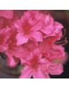 Azalea Japonica ,nuccio’s Lucky Charm, - azalée japonaise