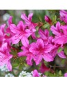 Azalea Japonica ´Konigstein’ - azalée japonaise