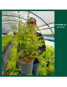 Ligustrum ovalifolium 'Lemon and Lime' - Troène de Californie