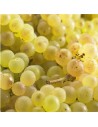 Vitis vinifera 'Chasselas rose Royal' - Vigne