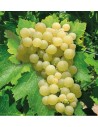 Vitis vinifera 'Exalta' - Vigne