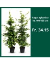 Fagus sylvatica - Hêtre commun, Foyard