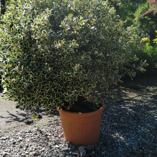 Ilex aureomarginata