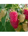 Rubus idaeus 'Tulameen' - Framboisier