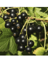 Ribes nigrum 'Bona' - Cassissier