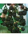 Rubus fruticosus 'Théodor Reimers' - Mûrier