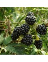 Rubus fruticosus 'Thornless Evergreen' - Mûrier sans épines