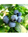 Vaccinium corymbosum 'Bluecrop' - Myrtillier