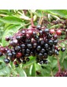 Sambucus nigra 'Haschberg'  - Sureau noir