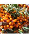 Hippophae rhamnoides 'Sandora'  - Argousier