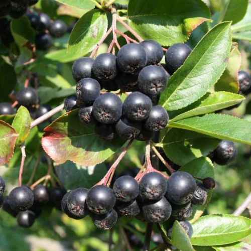 Aronia