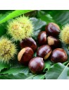 Castanea sativa 'Bouche de Betizac' -  Châtaignier
