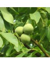 Juglans regia - Noyer commun
