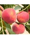 Prunus persica 'Michelini' - Pêcher