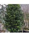 Osmanthus heterophyllus "Guldtide"