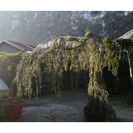 Cedrus alt. glauca pendula