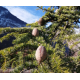 Cedrus deodora pendula -