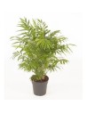 Chamaedorea elegans