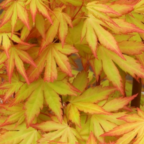 Acer Palmatum "Orange Dream"