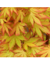 Acer palmatum 'Orange Dream' - Erable du Japon