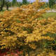 Acer Palmatum "Orange Dream"