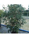 Osmanthus aquifolium - Osmanthe à feuilles de houx
