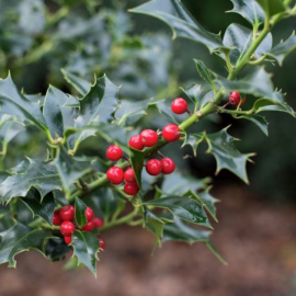 Ilex aquifolium Alaska - Houx Alaska femelle