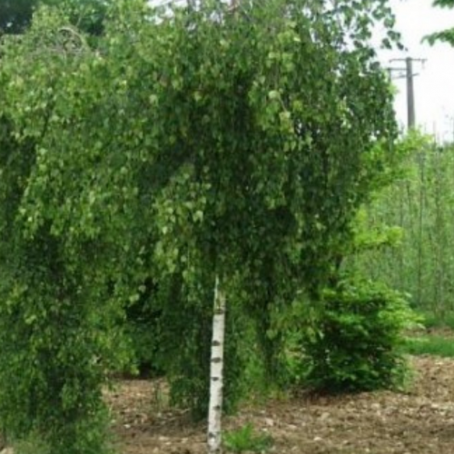 Betula pendula youngii - Bouleau pleureur