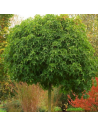 Liquidambar styraciflua 'Gum Ball' - Copalme d'Amérique