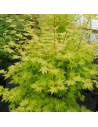 Acer palmatum 'Summer Gold' - Erable du Japon