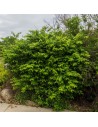 Euonymus alatus 'Compactus' - Fusain ailé nain
