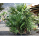 Chamaerops humilis