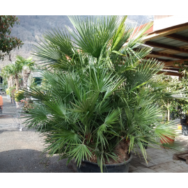 Chamaerops humilis