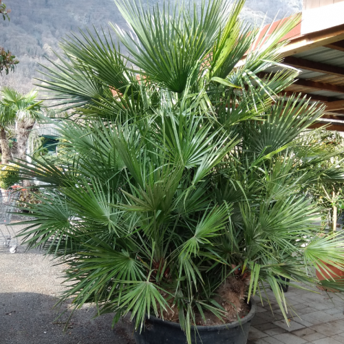 Chamaerops humilis