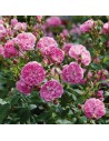 Rosa 'Harlow Carr' - Rosier Anglais