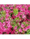 Azalea japonica - Azalée du Japon rose