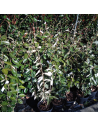 Elaeagnus x ebbingei - Chalef
